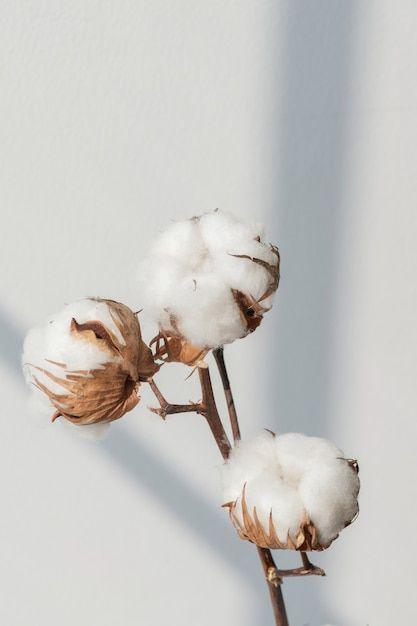 Organic cotton plant